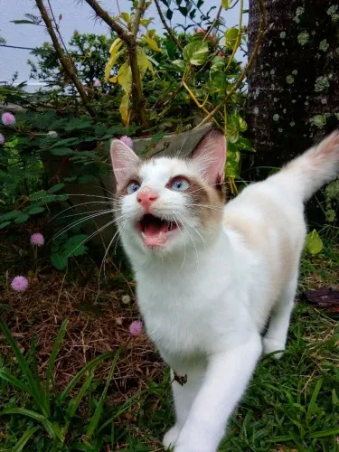 Gatinha filhote para adoção responsável