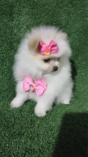 Spitz Alemão Anão a venda lindos filhote 