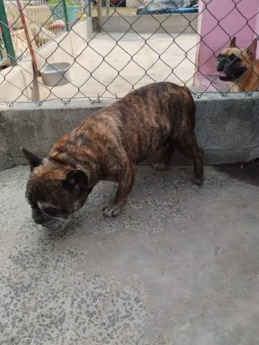 Buldogue Francês macho
