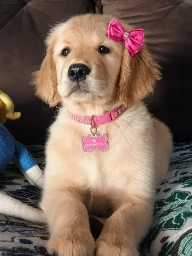 Golden 