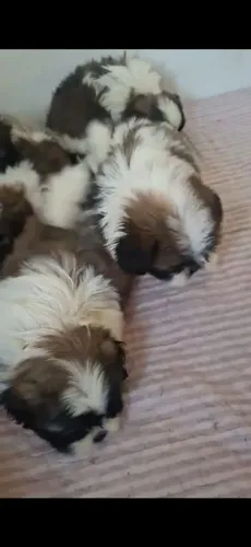 Shitzu macho 3 meses zona oeste