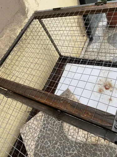 Gaiola para pintinhos 