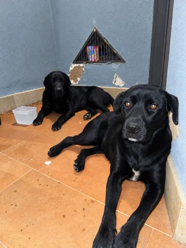 doa - se cachorro
