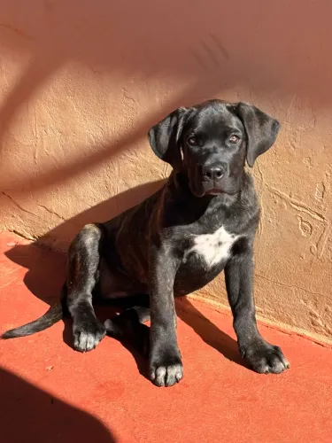 Cane Corso italiano Fêmea 