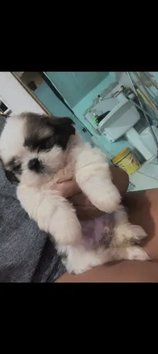 Vende um Shitzu macho vai fazer dois meses dia 01/06 valor 1000 reais 
