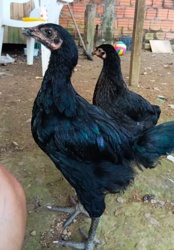 Frangos e frangas