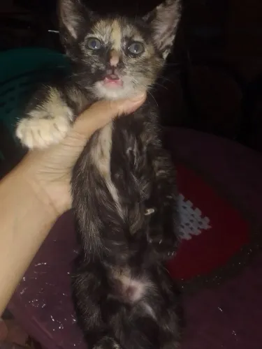 Doação de 2 gatos uma fêmea e um macho 2 meses ja come ração.