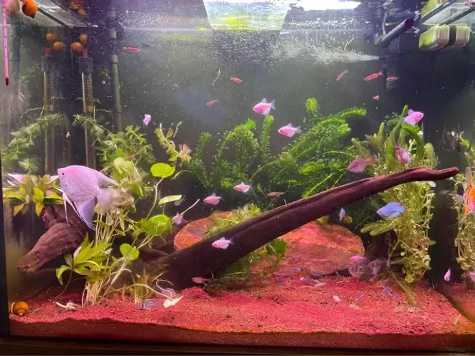 AQUÁRIO COMPLETO 200 LITROS - SUPER REFORÇADO + MÓVEL