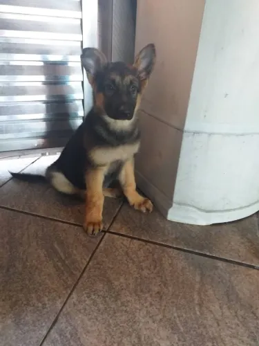 Pastores Alemao com Pedigree 