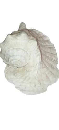 CONCHA DO MAR GRANDE