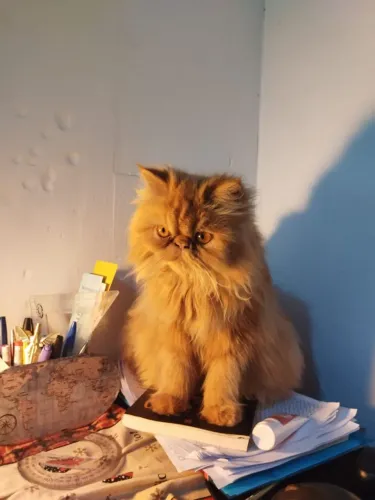 Filhote de gato persa (puros)