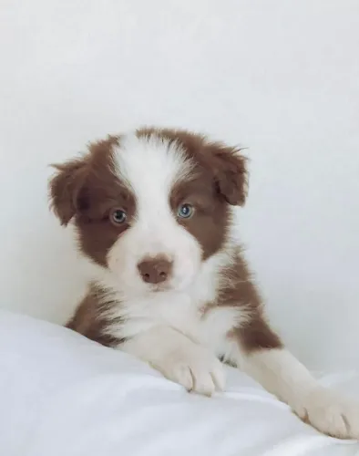 Border Collie Celebra sua chegada