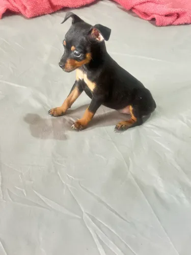 Filhote de Pinscher 