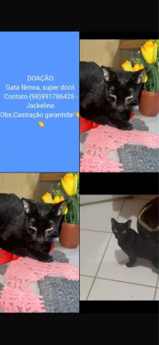 Doação de gatinha preta