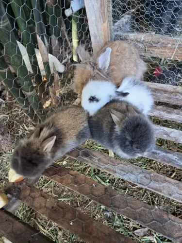 Coelhos