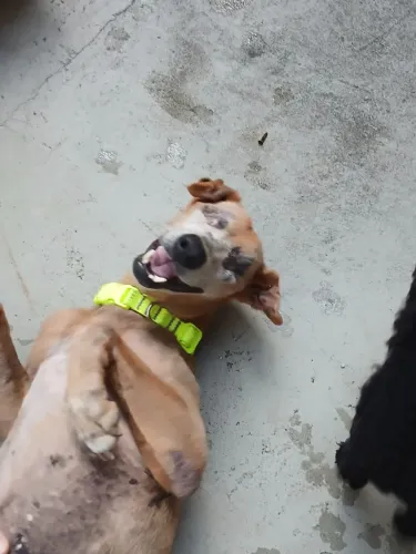 Cachorra mt especial para adoção