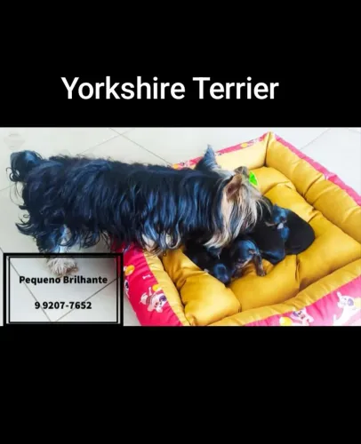 ? YORKSHIRE TERRIER - LINDOS FILHOTES! ?