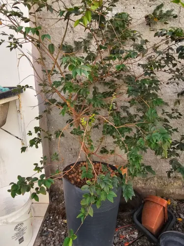Muda Jabuticaba Híbrida