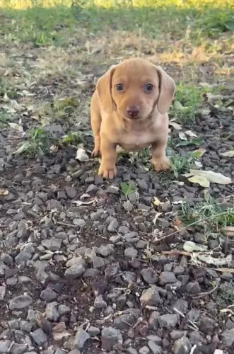 Dachshund salsichinha/ pedigree opcional