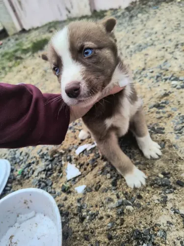 Vendo husky seberiano macho