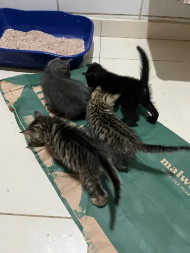 Gatinhos Filhotes para Adoção 
