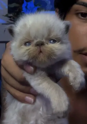Gato persa filhote