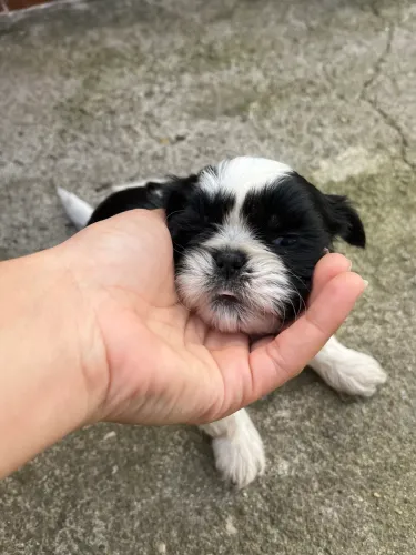 Filhotes de shih tzu