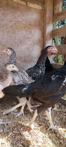 Pintos de raça