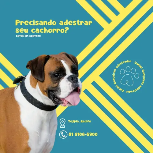 Adestramento de cães