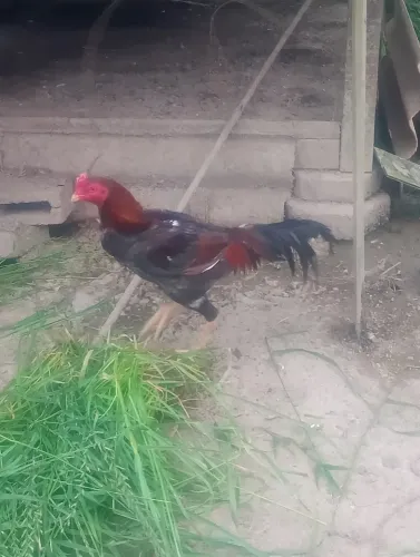 Galo
