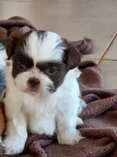 Shih tzu fêmea