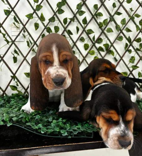 Lindos filhotes de Basset Hound