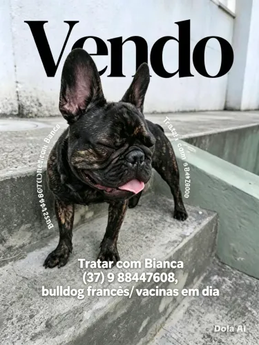 Bull dog francês