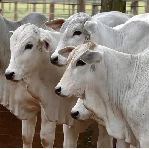 vendo fazenda em Guiratinga MT 911 Hectares urgente aceita propostas