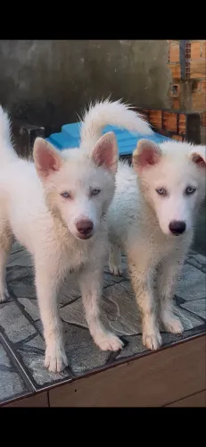 HUSKY SIBERIANAS FÊMEAS 4 MESES