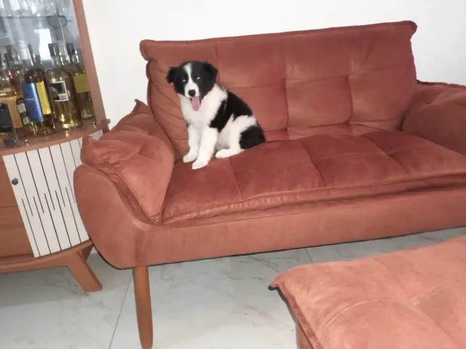 border collie fêmea