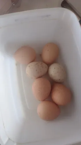 Ovos galinha d Angola 