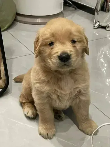 ESTOU DOANDO FILHOTE DE GOLDEN RETRIEVER