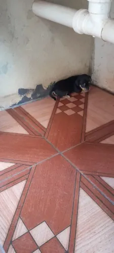 Vendo-o filhotes Pinscher.