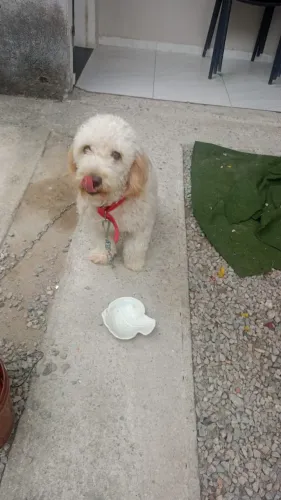 Poodle fêmea 1 ano