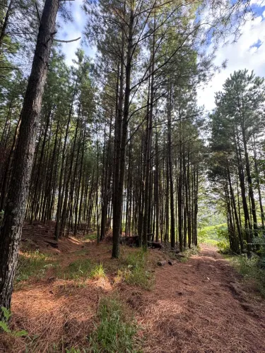 MATO DE PINUS À VENDA VALOR A COMBINAR EM ROLANTE RS