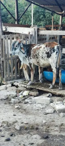 Troco bezerra guzera