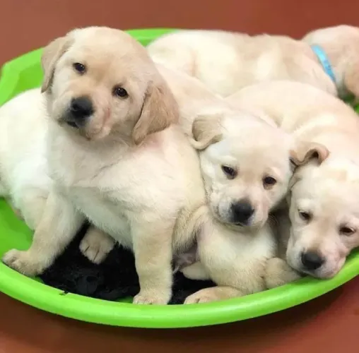 Labrador Cumplicidade que não precisa de palavras