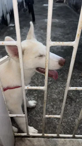 Husky siberiano