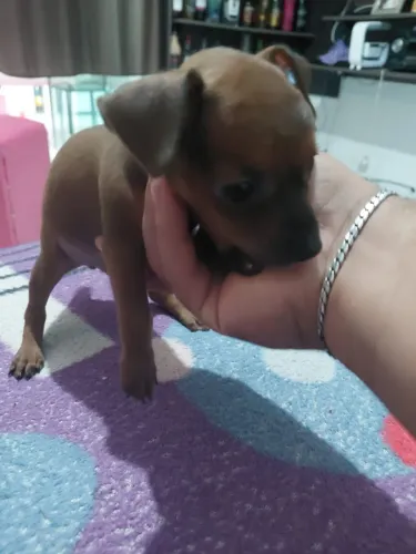 Filhode de Pinscher (50 dias) já vacinado número 0.1