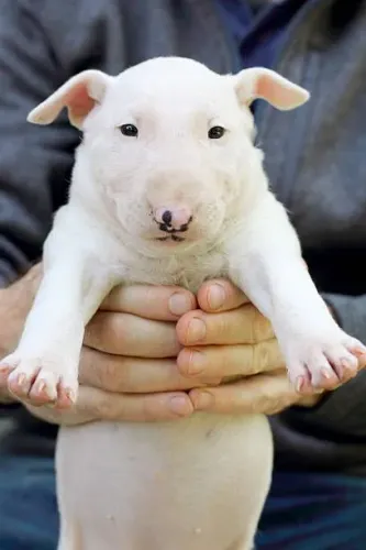 Bull Terrier Muito Bonito ?