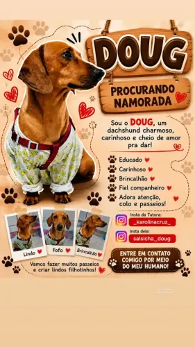 Namoro com Dachshund