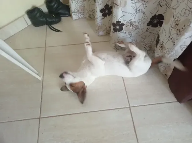 jack russell terrier