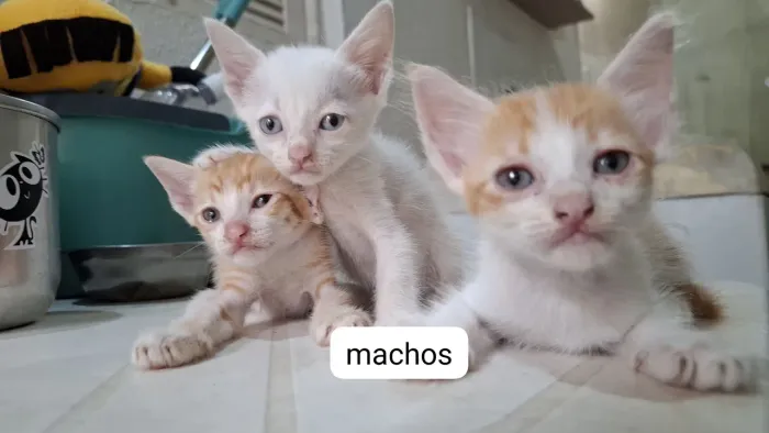 Doa-se lindos gatinhos filhotes, URGENTE
