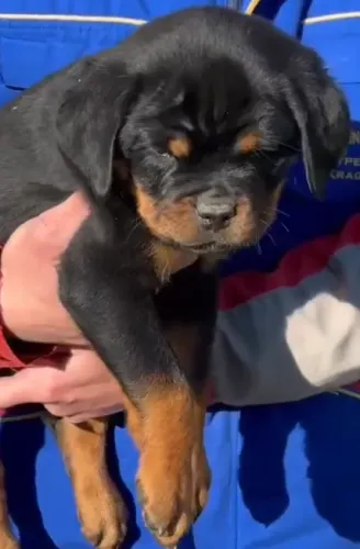 FILHOTES DE ROTTWEILER DISPONÍVEIS